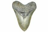 Huge, Fossil Megalodon Tooth - North Carolina #368436-1